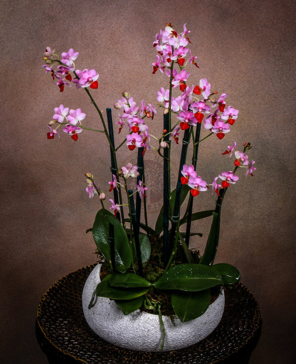BLUSH ORCHIDS