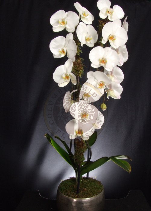 LUSH CASCADING ORCHID