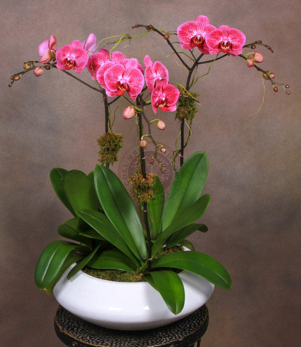 FUCHSIA ORCHIDS