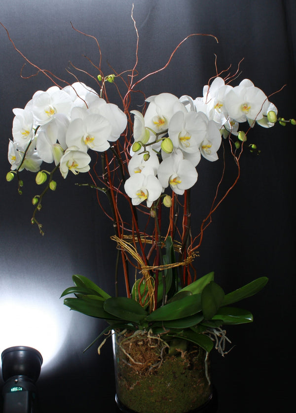 NATURAL ELEGANCE