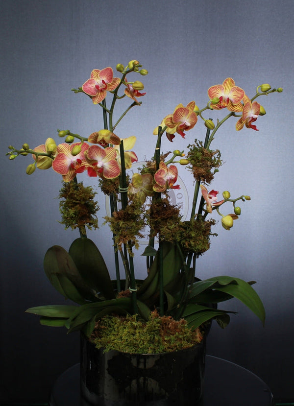 PEACH ORCHID GARDEN