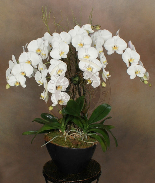LUXURIOUS CASCADING ORCHIDS