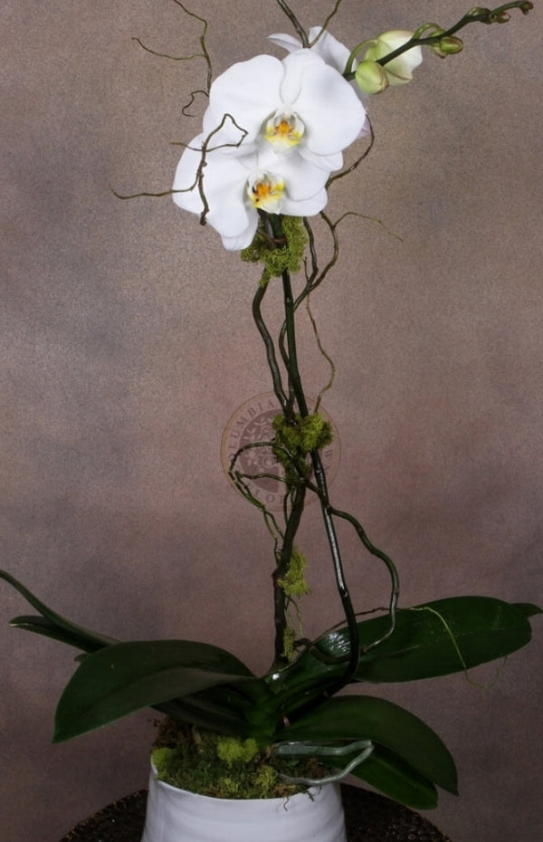 ONE STEM LARGE ORCHID