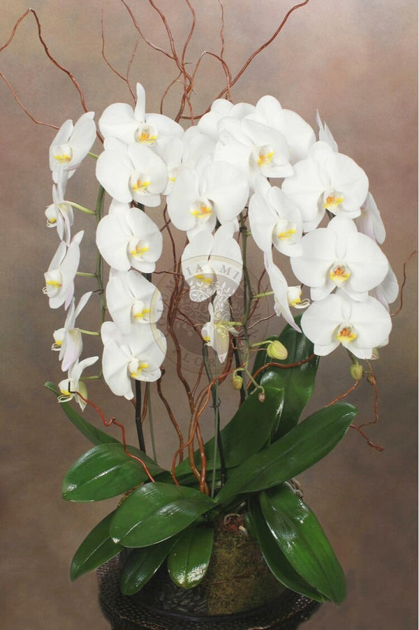TRIPLE CASCADING ORCHID