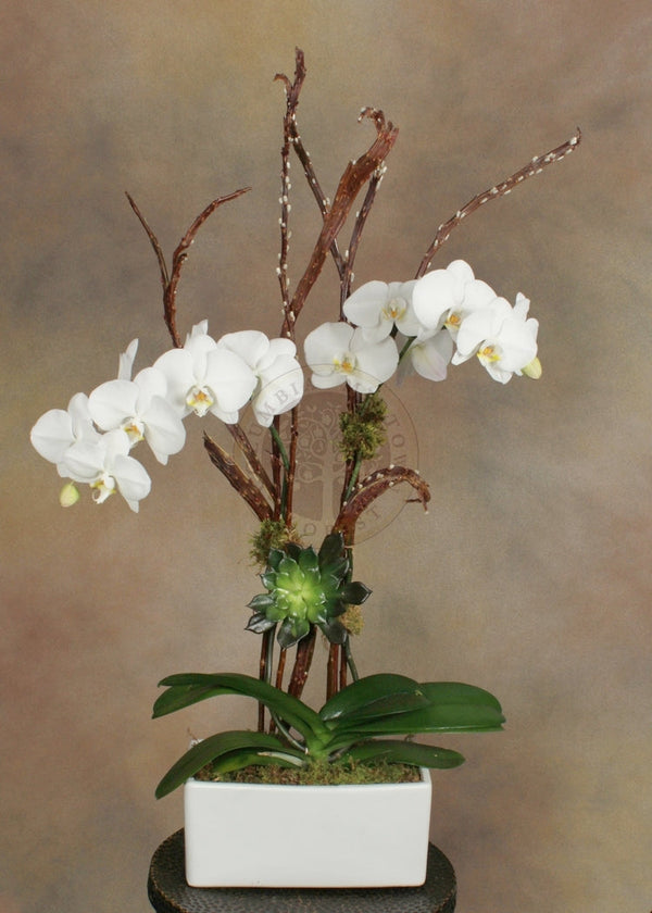 DOUBLE STEM ORCHID WITH SUCULENT