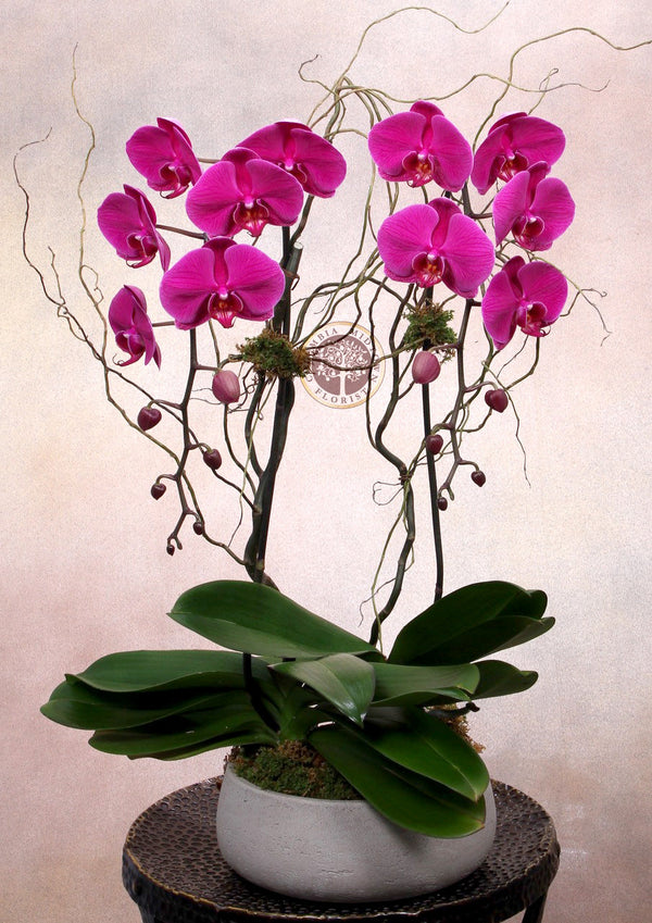 Double Purple Orchid